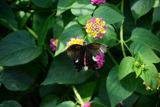 花丛中一只展翅的黑蝴蝶