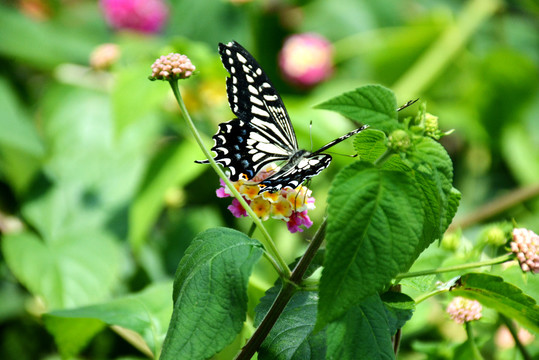 花丛中一只展翅的美丽蝴蝶