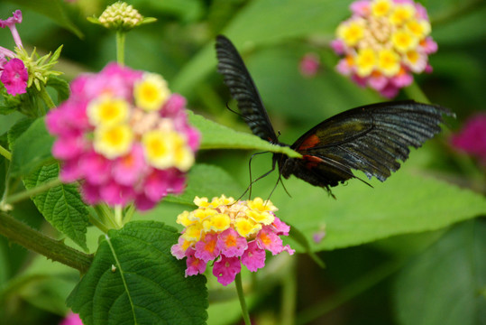 花丛中振翅欲飞的黑蝴蝶
