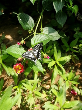 花丛中自由飞舞的花蝴蝶