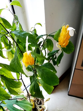 两朵盛开的黄色花
