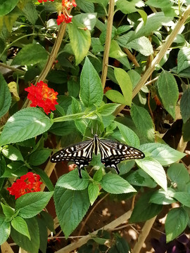 马缨丹花丛中一只黑白花蝴蝶
