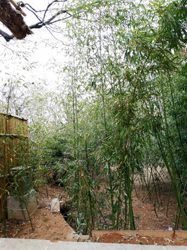 茅草屋旁的小竹林