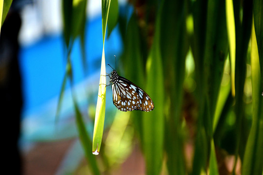 树叶上一只美丽的黑白斑点蝴蝶
