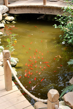 小桥下游来游去的红鱼
