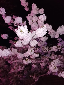 夜赏樱花