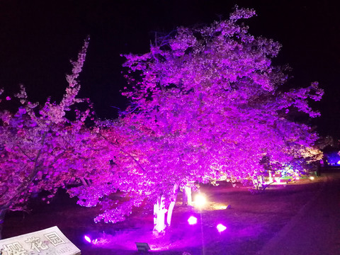 夜晚美丽的樱花树