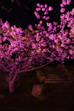 夜晚盛开的樱花树