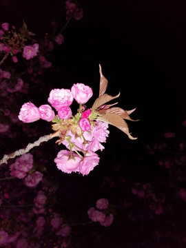 夜晚一枝含苞待放的樱花