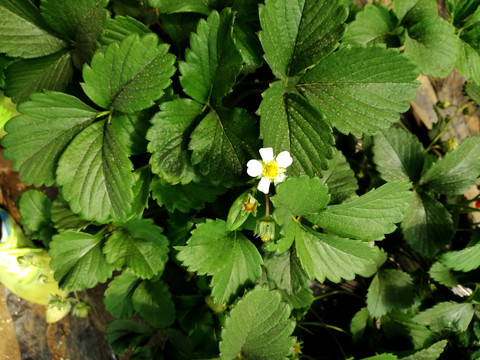 一朵雪白的草莓花