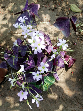 一盆盛开的紫叶酢浆草