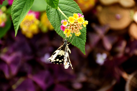 一只采蜜的黑白花蝴蝶