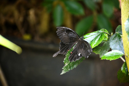 一只美丽的黑色蝴蝶