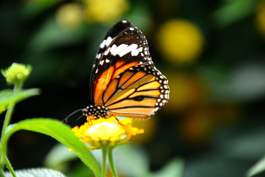 一只美丽的黄色花蝴蝶