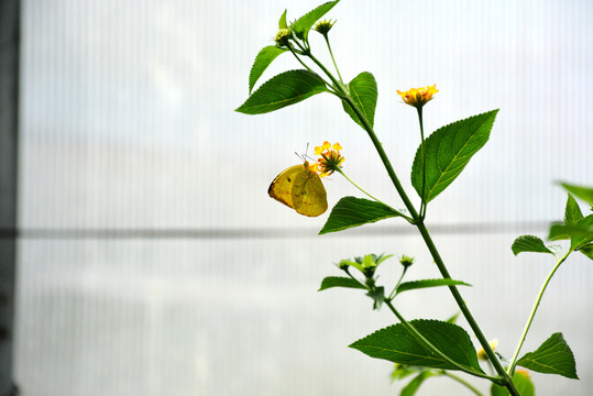 一只漂亮的黄色小蝴蝶
