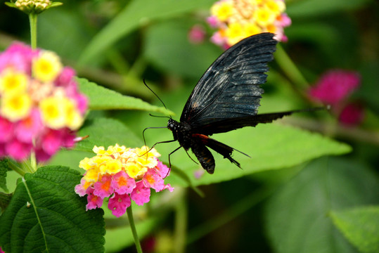 一只舞动翅膀的美丽黑蝴蝶