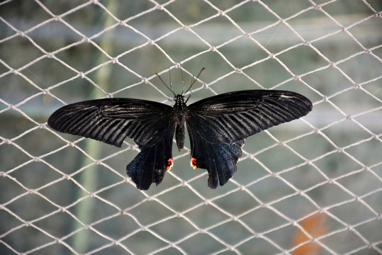 一只休憩的美丽黑蝴蝶