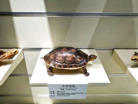 中华花龟标本展示