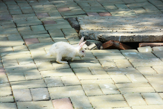 准备起跳的可爱小白兔