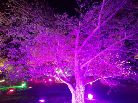 紫色灯光照射下的樱花树