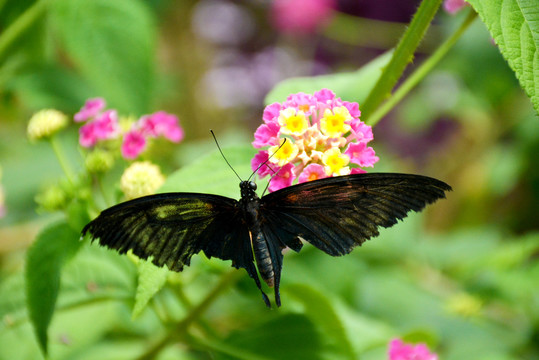 花朵上展翅欲飞的黑蝴蝶