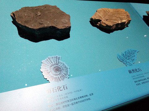 菊石化石蕨类化石