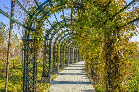 植物走廊高清大图