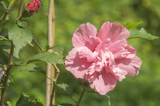 木芙蓉