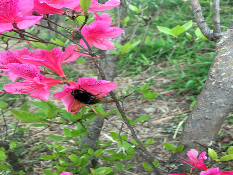 杜鹃花