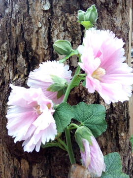 蜀葵