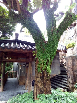 梅州客天下