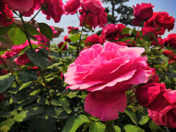 花丛月季花