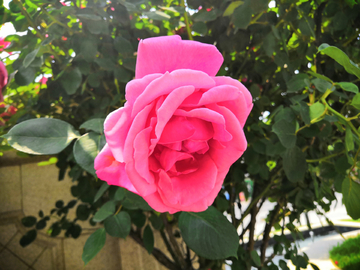 月季花粉色