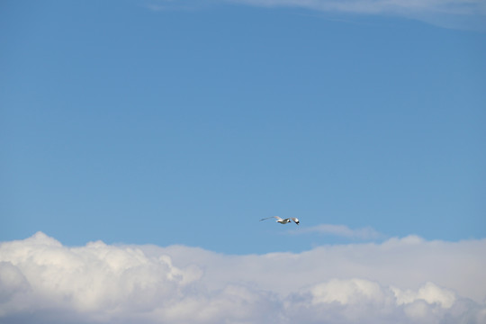 高空飞翔的鸟