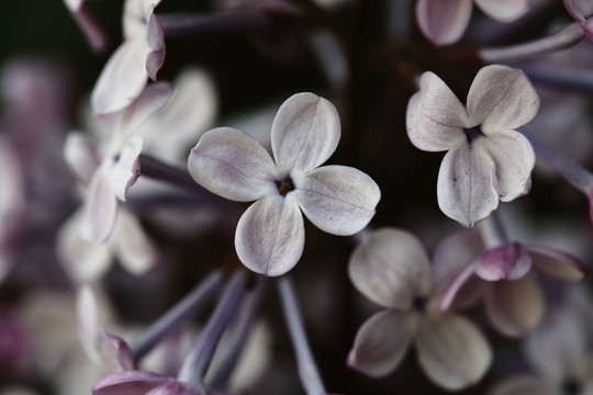 丁香花