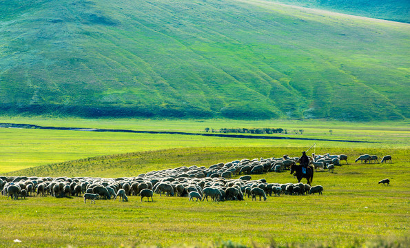 丘陵草原骑马放牧羊群