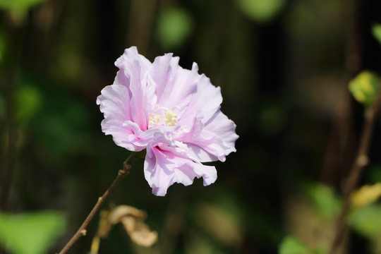 芙蓉花