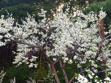 鲜花满枝