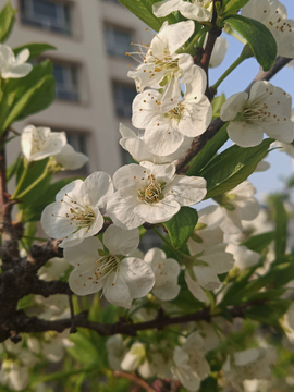 李子花