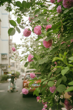 蔷薇花丛