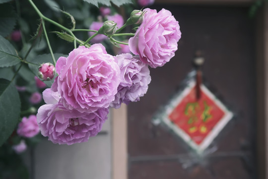 中国元素蔷薇
