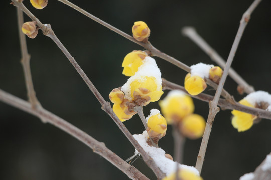 迎春花