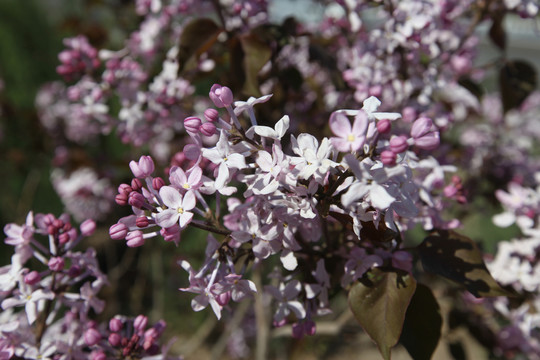 丁香花