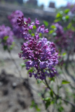 丁香花