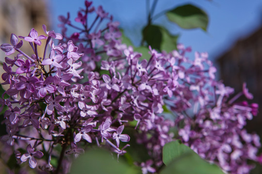 丁香花