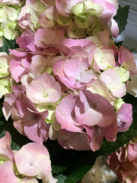 绣球花