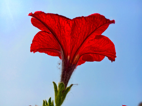 大红扶桑花