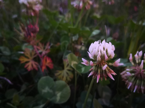 车轴草