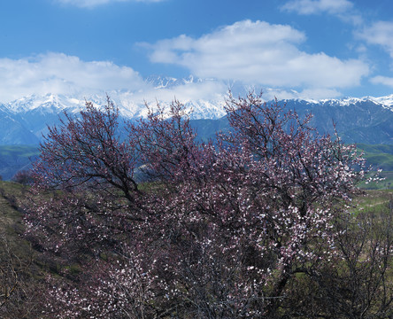 山野杏花