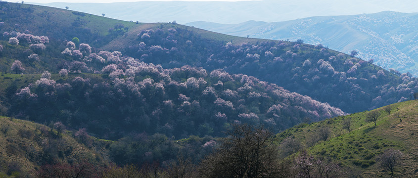 山花